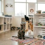 Adoptable kittens