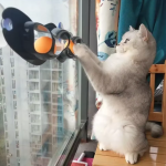 Window Cat Toy - Interactive Play Track With Movable Balls