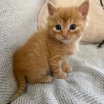 Cheeto