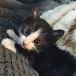 Oreo