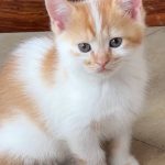 Bella