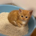Milo