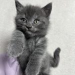 Oliver